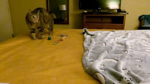 Milo cat loves to run on the bed