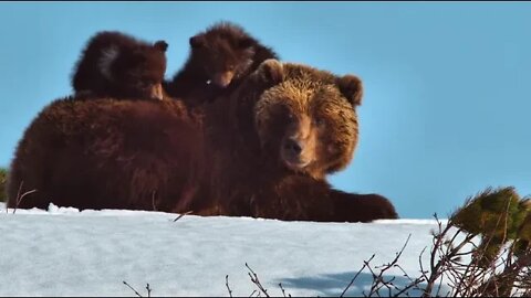 Kamchatka, life begins, respect for nature 5