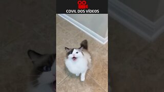gato tentando falar