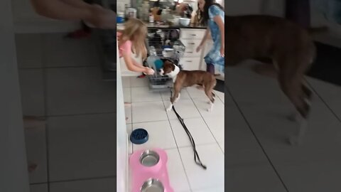 showing dried ice bubbles to dog