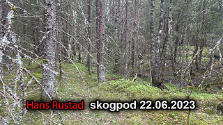 Skogpod 22. juni 2023