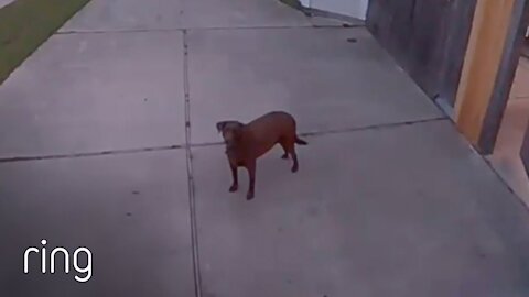 Owner Tells Dog To Go Back Inside Via Spotlight Cam | RingTV