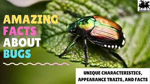 Amazing Facts About Bugs| Insect Bug Videos | Bugs Facts Characteristic And Traits | Animals Addict