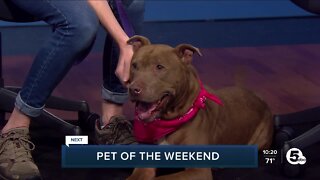 Cleveland APL Pet of the Weekend: A lovable gentle dog named Nina