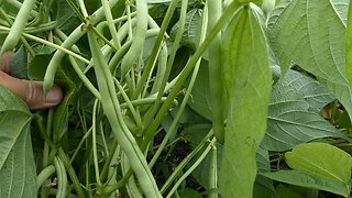 GARDEN TIME (GREEN BEANS)