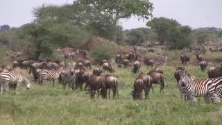 Wildebeests and Zebras