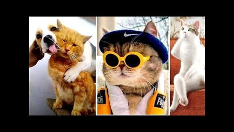 Funny Animal Compilation - 2022