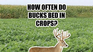 How Often Do Bucks Bed In Crops