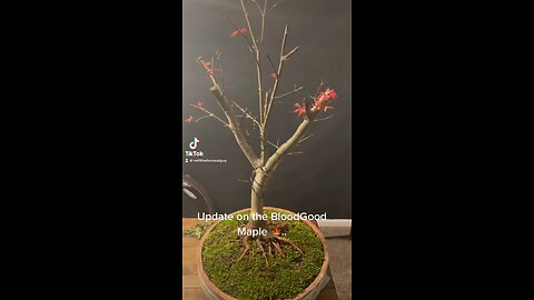 Bloodgood Japanese Maple (Bonsai)