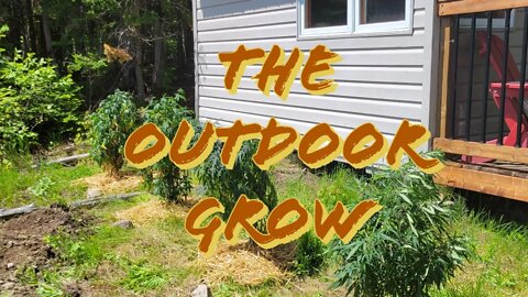 The Outdoor Grow #MarsHydro #TSW2000 #RootedLeaf