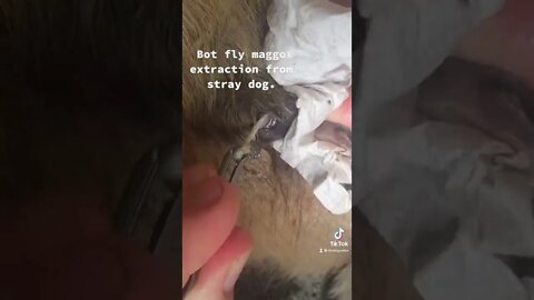 Botfly Maggot Extraction from Stray Dog