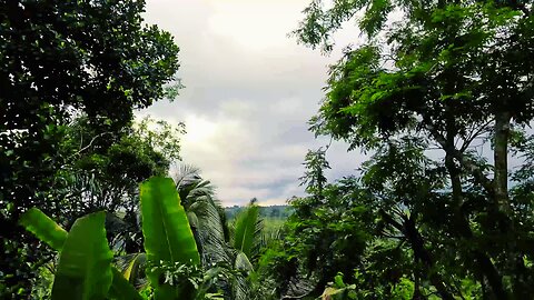 PLAY THIS for a Peaceful Sleep, Relax Instantly: Soothing Sounds of Birds and Wind in the Forest