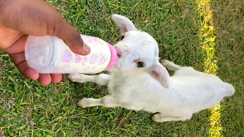 Why Is Excited Little Susie Spilling Milk While Bottle Feeding