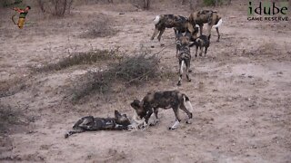 African Painted Wolves Interact