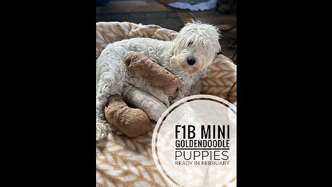 F1b Mini Goldendoodle