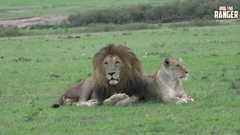 Enkoyonai Lion Pride And Lolparpit | Maasai Mara Lions | Zebra Plains