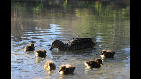 Lake duck pond is natural