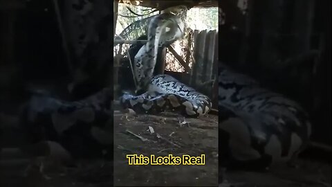 This Looks Real. Giant Massive Anaconda Apparently Caught Somewhere In India #anaconda #snakevideo