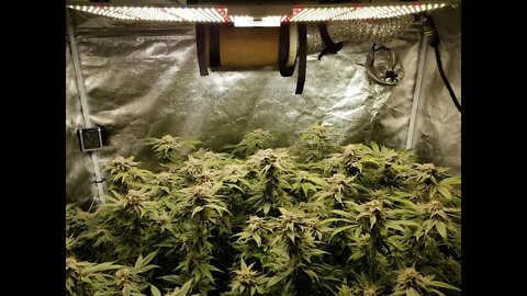 The Leroy BX75 by The BigKush "Just the Tip!" Episode 10 Day 56 race to the finish line 🏁❄🔥💨🔨👍💪