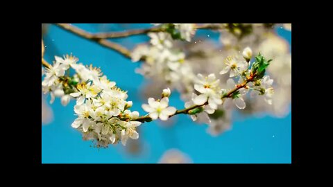 Relaxing Music, Meditation , Focus , Beautiful Piano Relax Music for Studying and Work