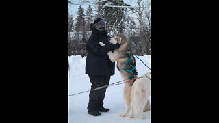 An Amazing Husky Dog Sledding with Pickup and Photos Service in Fairbanks, Alaska