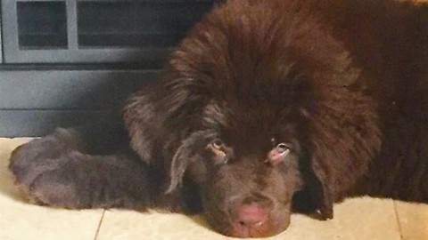 Newfoundland puppy plays follow the leader with little girl