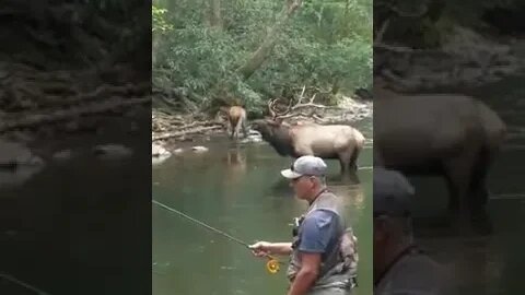 Bull Elk drinks from stream next to fly fisherman