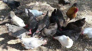 Chickens give review of Pampa sardines.