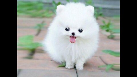 Ultimate FUNNY & CUTE PUPPIES compilation videos 🐶🐶