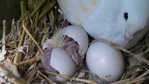 Pigeon Lays on Egg Nest and Yawns!