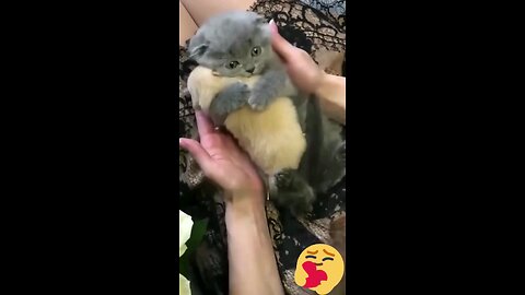 😻💖🐶 Cute kitten hugs puppy