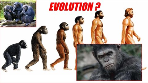 Did God create monkeys, does man descend from monkeys (apes) ? | Zouloula100 English