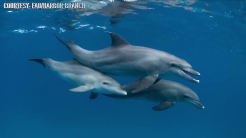 Florida Atlantic University Harbor Branch seeks dolphin spotters for new project