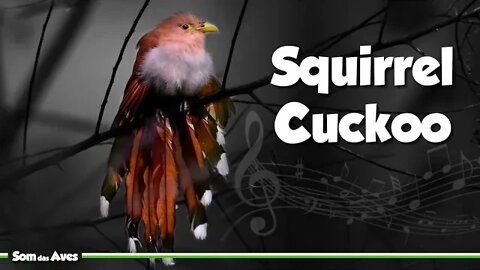 ALMA DE GATO e Seu Canto - Squirrel Cuckoo