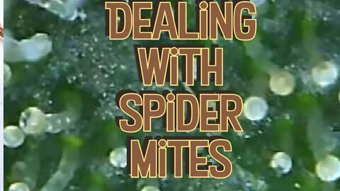 Dealing with Spider Mites #MarsHydro #TSW2000 #RootedLeaf