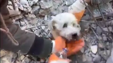 Litlle dog saved from ruines after 12 days