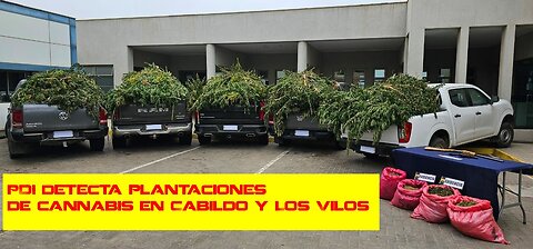 PDI detecta plantaciones de cannabis en Cabildo y Los Vilos