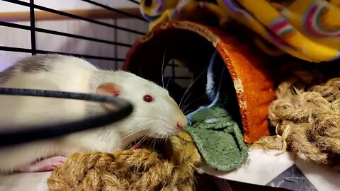 MISCHIEVOUS RAT BITES MY FINGER!! #108 #pets #safety #rat #animallover