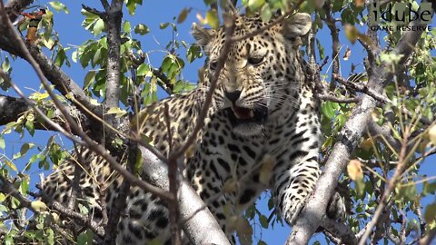 Nyeleti Trees Torchwood | Rival Leopard Interaction | Amazing African Wildlife