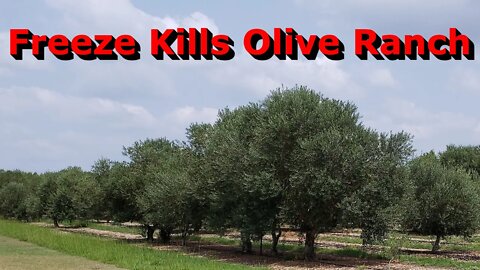 Texas Freeze Kills Olive Trees | Texas Olive Ranch | Snowpocalypse 2021