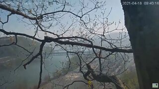 Hays Eagles nest area pan Mom on nest branch 2021 04 18 9:39AM