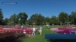 CSU invites public to vote on annual flowers