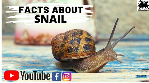 Amazing Facts About Snail | |Snails Facts | Animals Addict