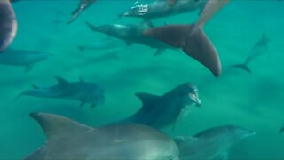 Openjaw Behaviour from Male Bottlenose Dolphins