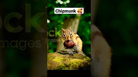 Cute Chipmunk 🥰🔥❤️ eating | ua58sb #shorts #animals #chipmunk #funnyanimals
