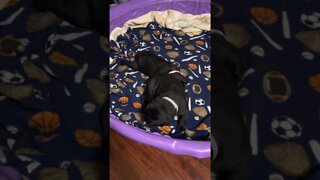 2 Week old Canecorso Puppies