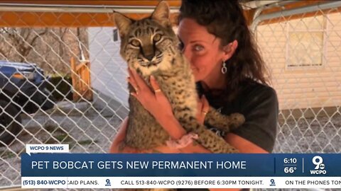 Pet bobcat seized by officials gets 'forever home'
