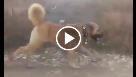 anatolian shepherd dog sport