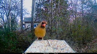 Northern Female Cardinal