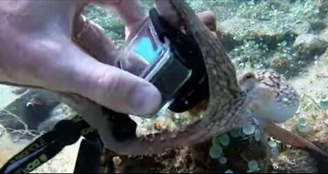 a Diver tries to take a picture of an octopus in the depths of the ocean,